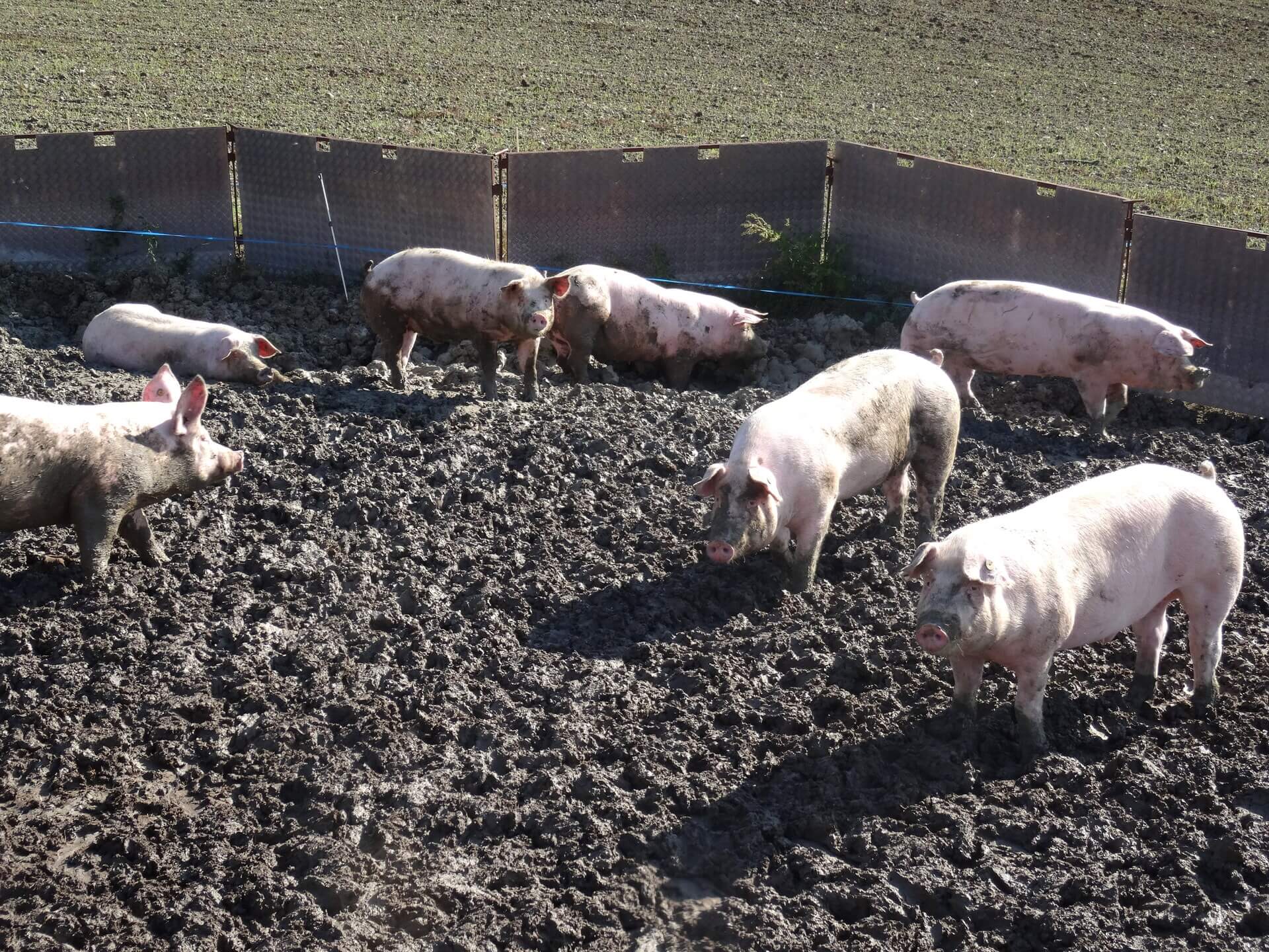 Ferme Denis Chalendar Beaulieu (7)