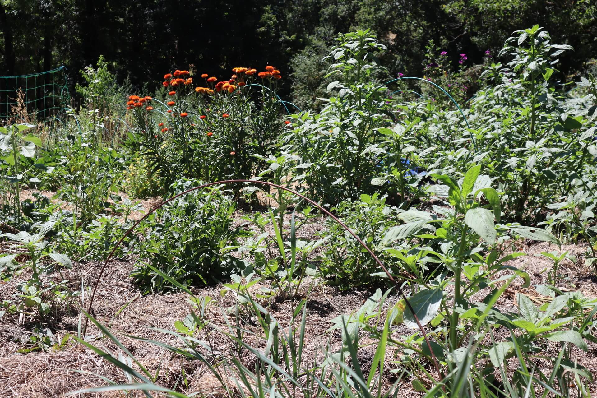 Ferme de Flaceleyre Vorey sur Arzon (4)