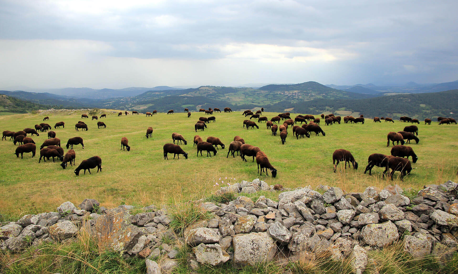 La Noire du Velay ©Didier Cathalan (6)