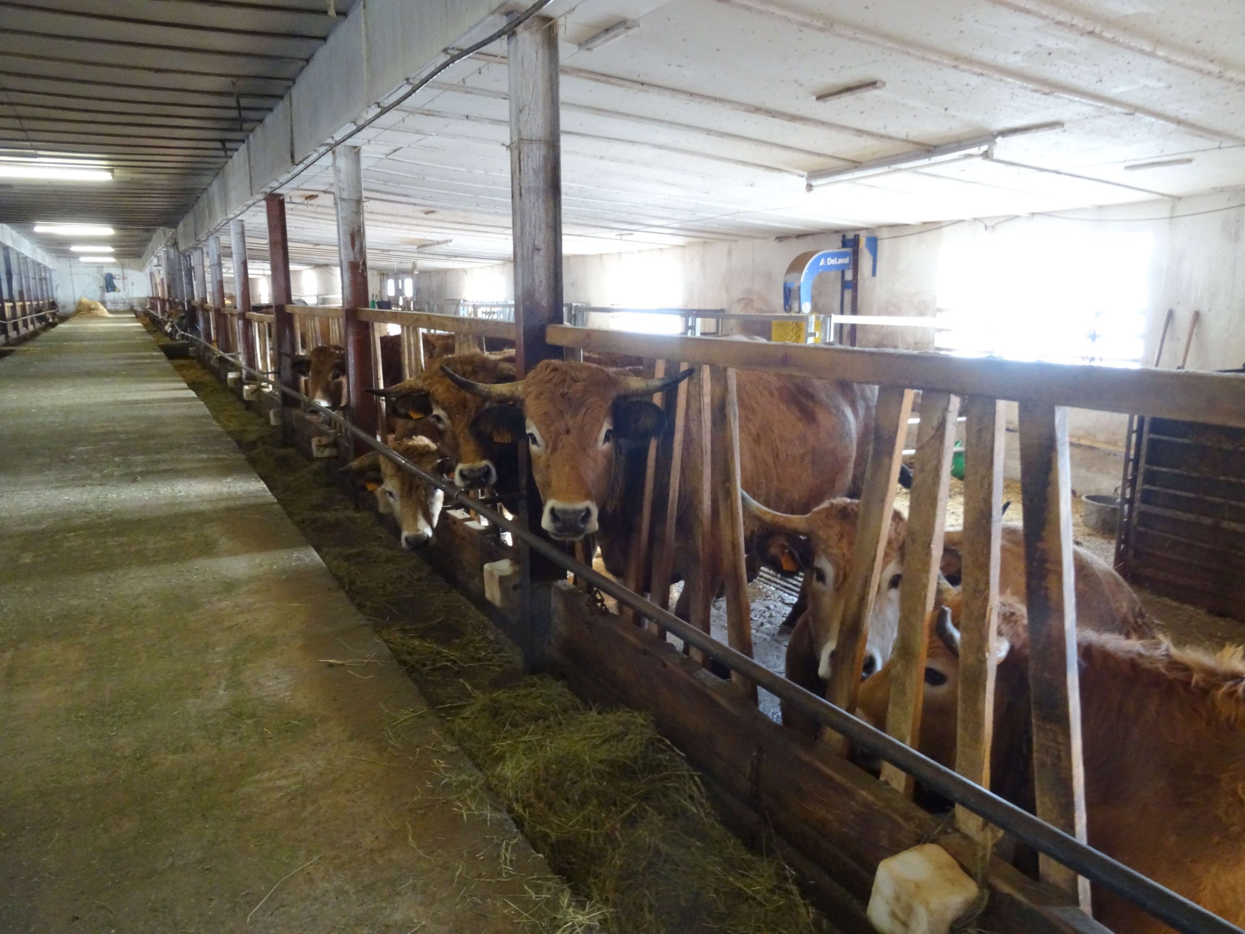 fin-gras-du-mezenc (2)