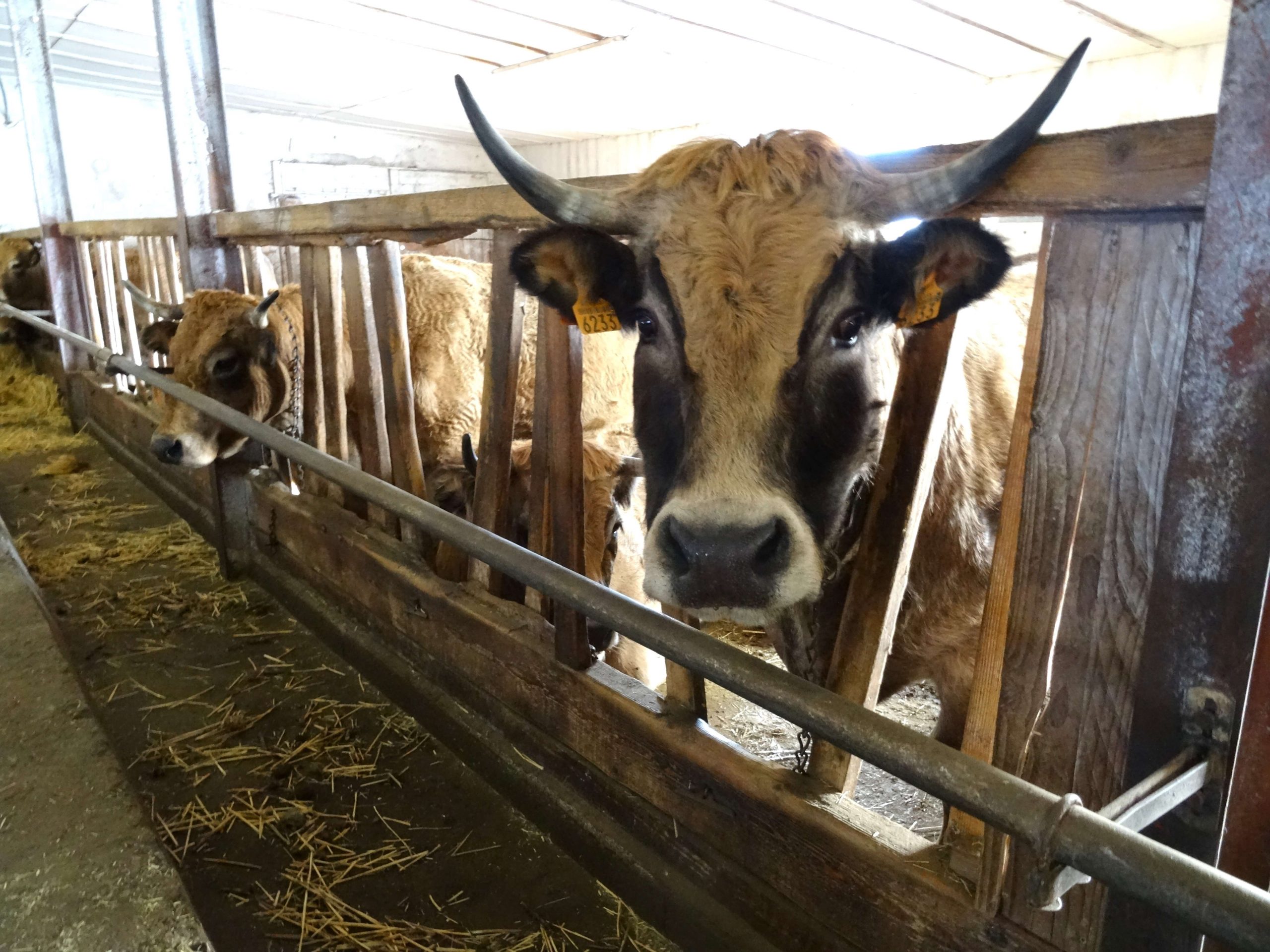 fin-gras-du-mezenc (4)