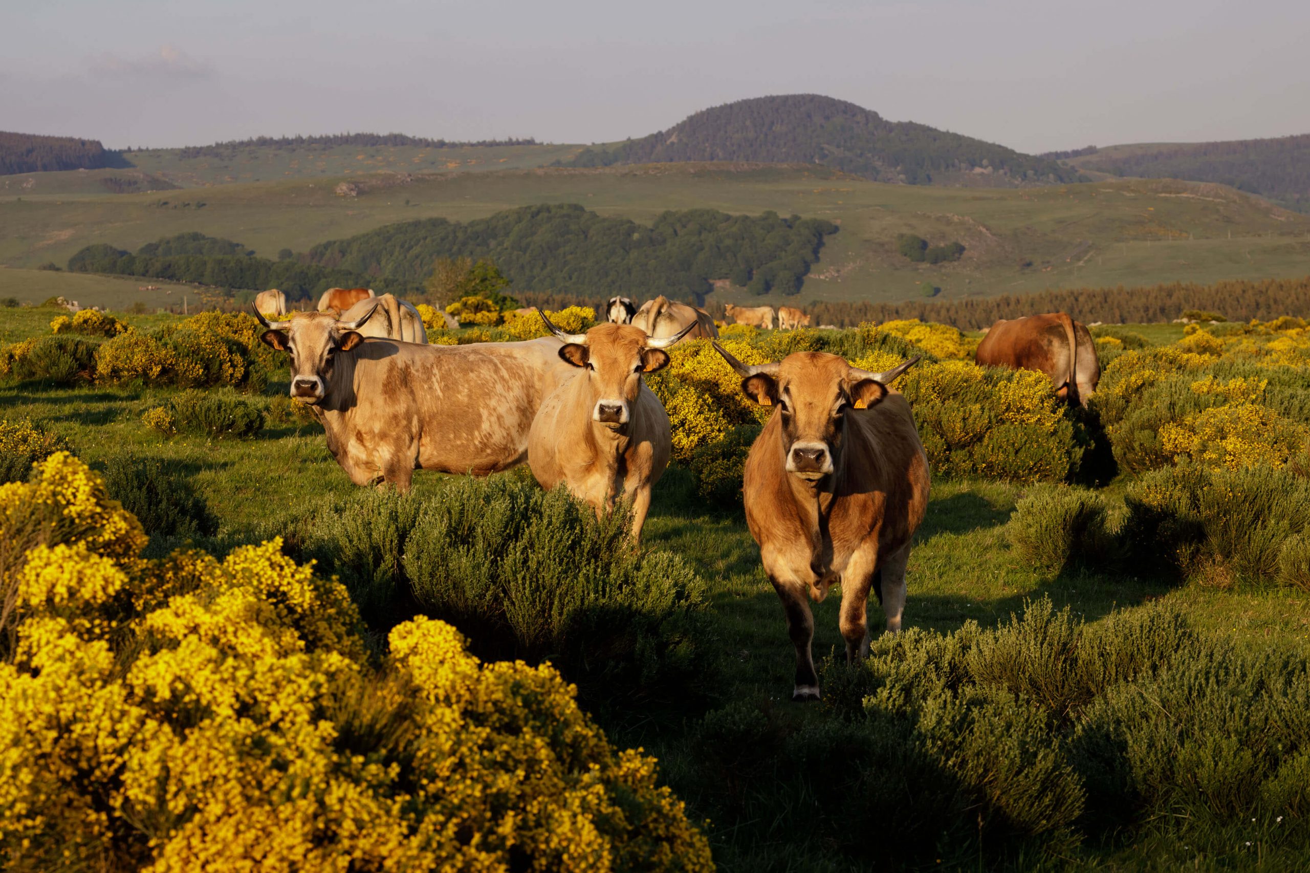 fin-gras-du-mezenc (5)