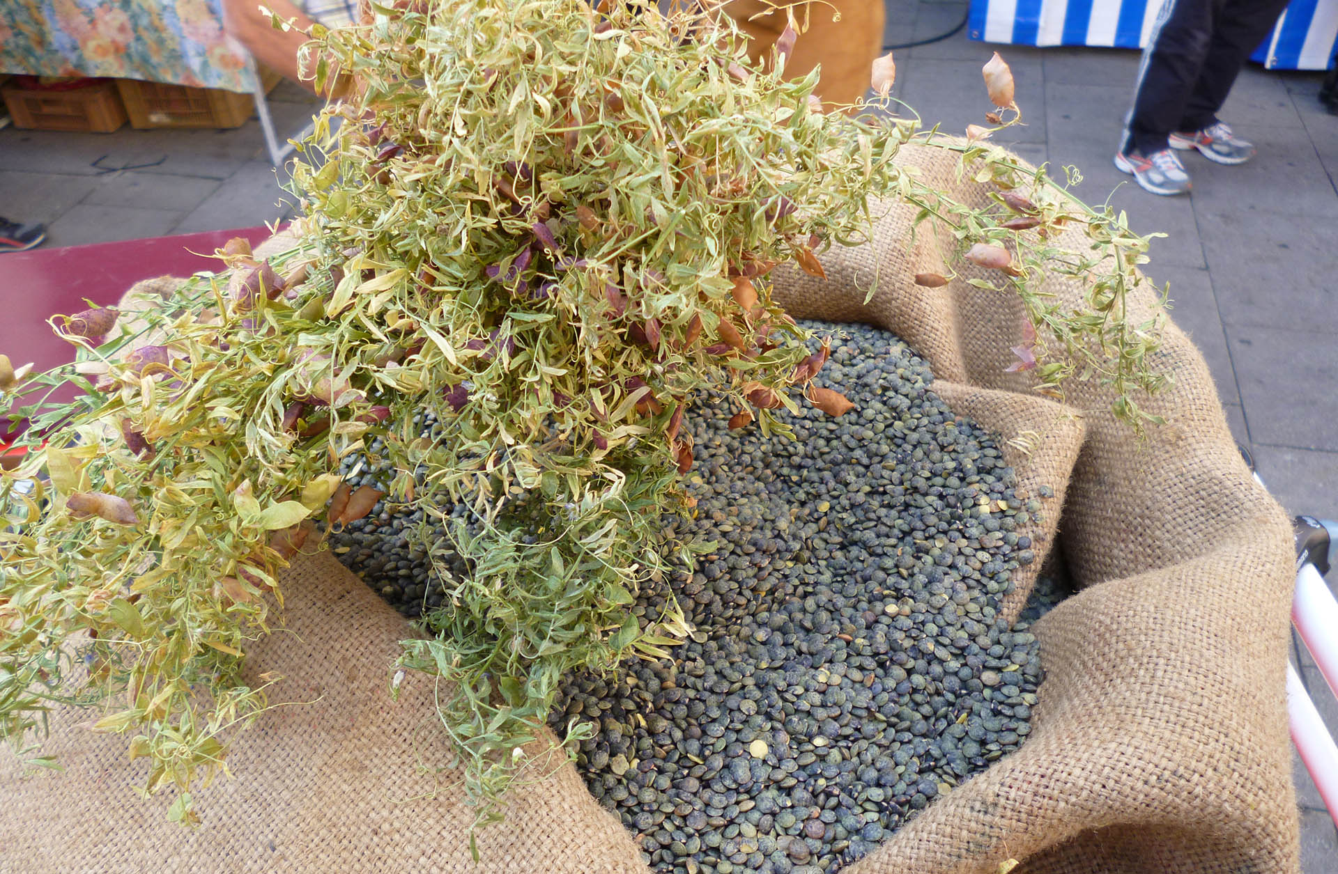 lentilles-du-puy-velay (2)