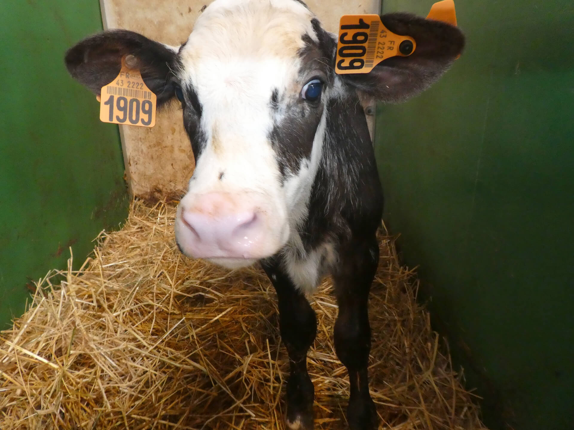 veau-du-velay-forez (3)