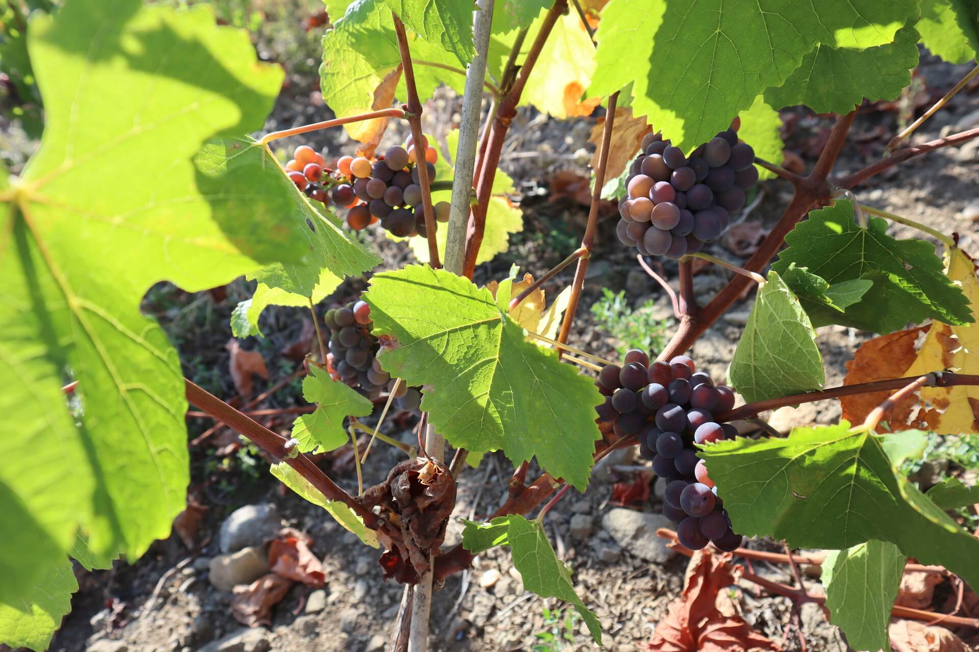 vignes-raisins-hauts-jardins-rosieres-3
