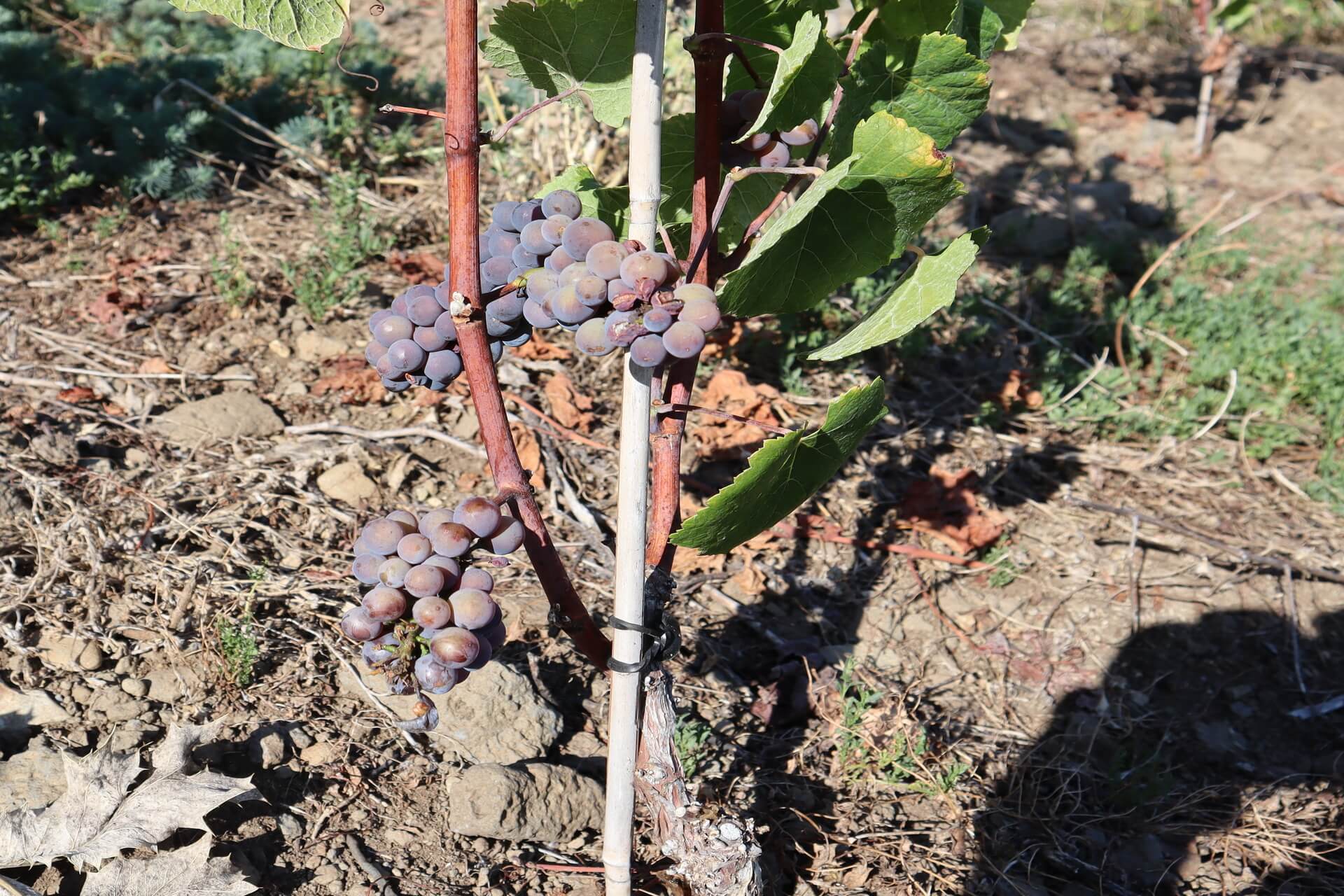 vignes-raisins-hauts-jardins-rosieres-2