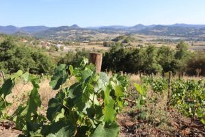 vignoble-hauts-jardins-rosieres-1