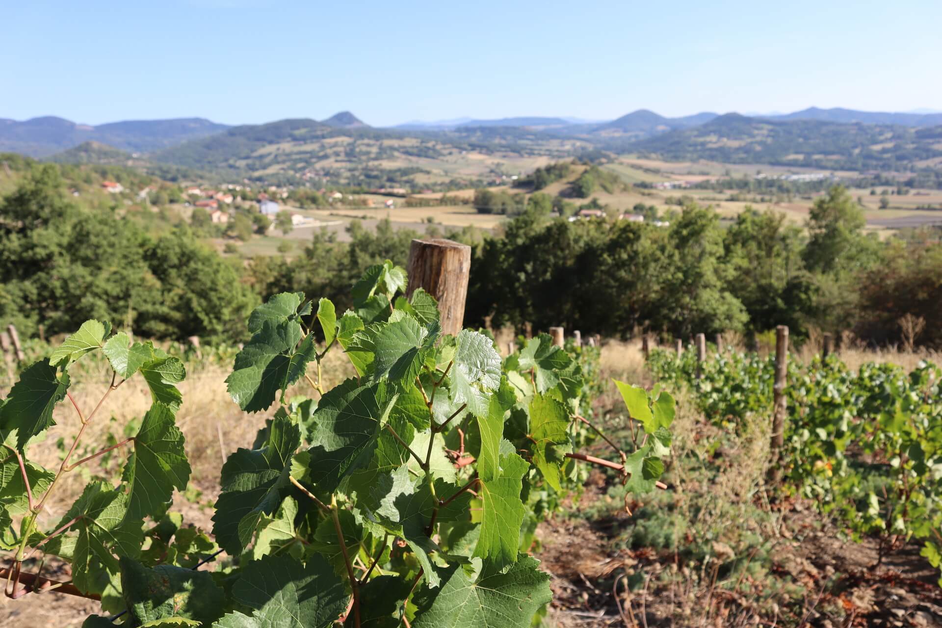 vignoble-hauts-jardins-rosieres-1