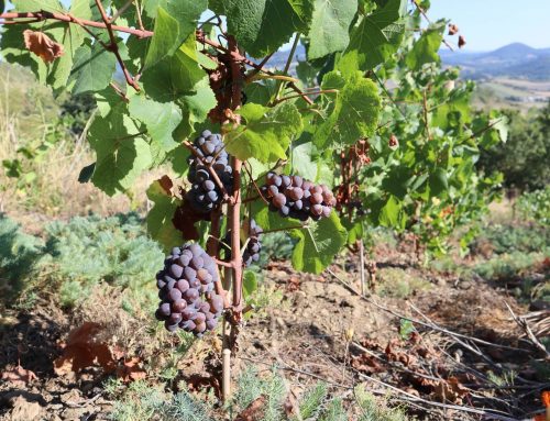 VIGNOBLE LES HAUTS-JARDINS